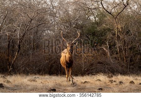 Male Sambar Deer Or Rusa Unicolor Head On With Long Horns Or Stags With An Eye Contact At Ranthambor
