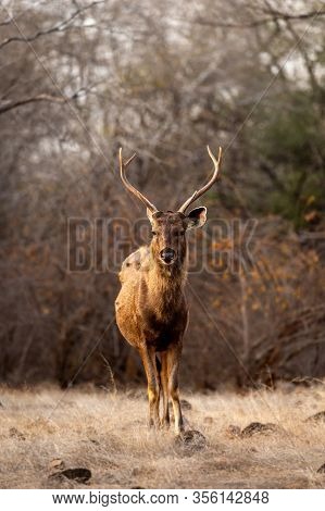 Male Sambar Deer Or Rusa Unicolor Head On With Long Horns Or Stags With An Eye Contact At Ranthambor