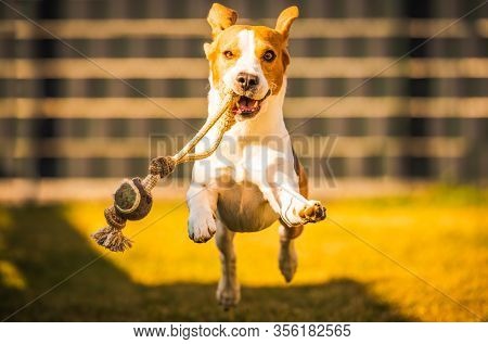 Happy Beagle Dog In Backyard Runs And Hops Jocularly With The Toy Towards Camera. Pets In Garden.