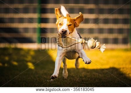 Happy Beagle Dog In Backyard Runs And Hops Jocularly With The Toy Towards Camera. Pets In Garden.