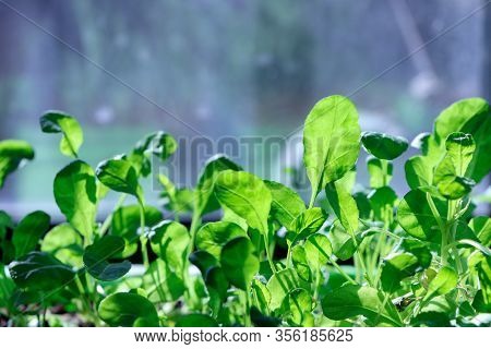 A Watercress Salad. Young Plants. Seedling Plants. Growing.