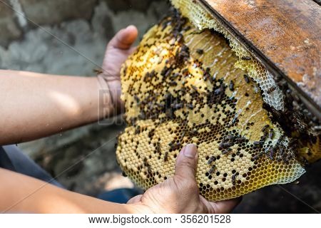 Bee Colony Full Of Honey High Nutrient And Vitamin Transfer To Beekepping Handmade Box.
