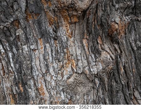 Old Tree Bark Surface Texture Background, Wrinkled Tree Surface