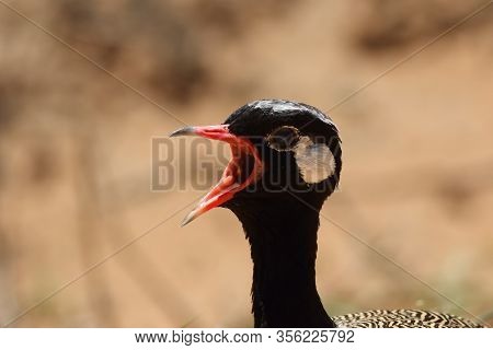 Detail Of Head Of Black Korhaan (eupodotis Afra) While Calling With Open Beak In The Brown Backgroun