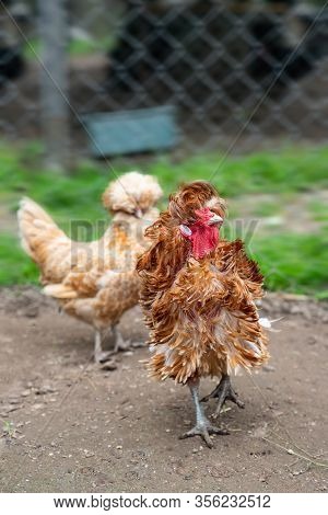 Frizzle Chicken In A Farm Yard. Close Up.