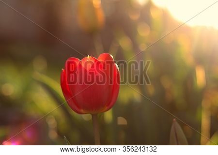 Detail On Beautiful Red Tulip During Golden Hour. Lovely And Peaceful Atmosphere. Piece Of Wonderful