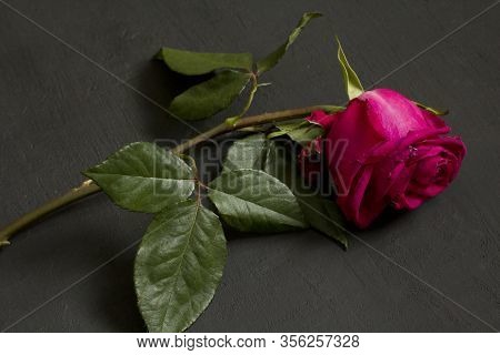 A Lonely One Scarlet Purple Red Beautiful Languid And Wilted Rose Lies On A Black Modern Background.