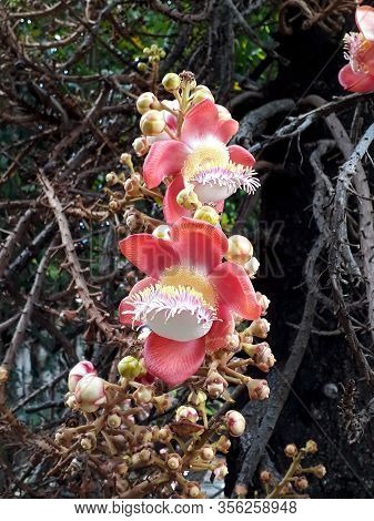 Tropical pink flower with dark background, Thailand