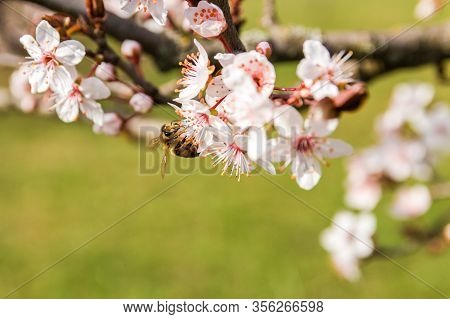 Closeup Spring Nature Scene Of Bee Pollinating White Pink Bloomy Cherry Flowers In Sunny Day