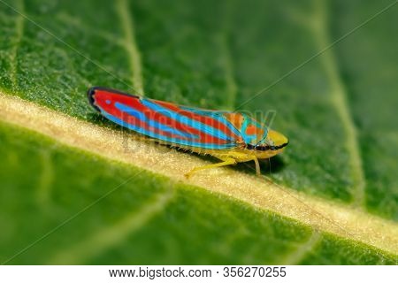 Close up shot of beautiful colorful leaf hopper