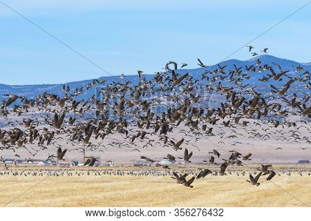 Blastoff Of Canada Geese. Migratory Birds Of Colorado. Canada Geese Flying In The Rocky Mountains Of