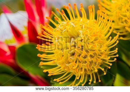 Bright Colored King Protea From The Fynbos Of Cape Town South Africa