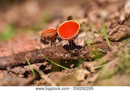 Scarlet Elf Cup Mushroom (sarcoscypha Austriaca). Little Red Cup, First Spring Mushroom On Rotting B