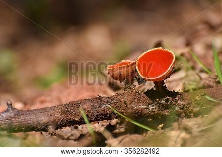 Scarlet Elf Cup Mushroom (sarcoscypha Austriaca). Little Red Cup, First Spring Mushroom On Rotting B