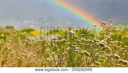 Rainbow And Drops Of Rain On A Sunny Day With Fynbos Flowers Of Cape Town