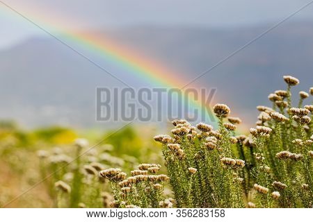 Rainbow And Drops Of Rain On A Sunny Day With Fynbos Flowers Of Cape Town