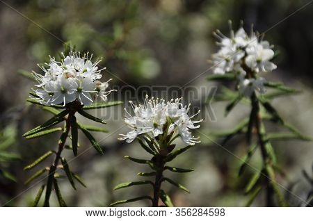 White Blooming Flowers Of Ledum Palustre In The Summer Forest. Purity Of Green Wood