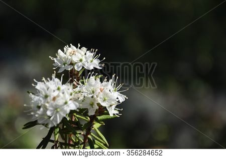 White Blooming Flowers Of Ledum Palustre In The Summer Forest. Purity Of Green Wood