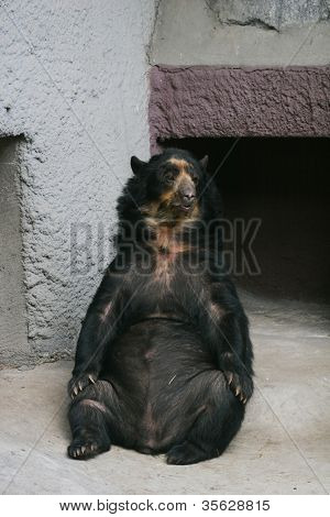 Asijský černý medvěd