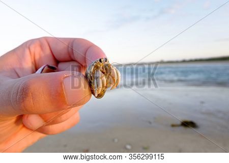 Hermit Crab Paguroidea Caught In A Northern Mozambique Beach