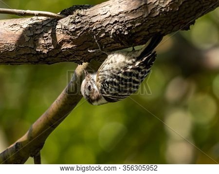 A Small, Cute Japanese Pygmy Woodpecker, Yungipicus Kizuki, Perches Under A Tree Branch In Kanuma Pa