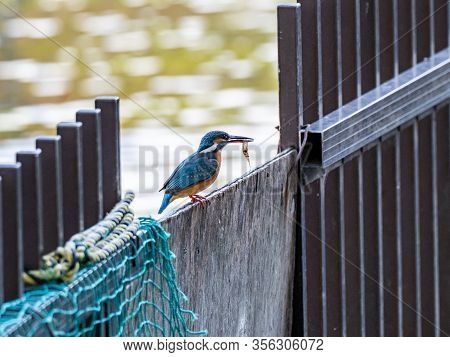 A Common Eurasian Kingfisher, Alcedo Atthis Bengalensis, Perches On A Fence With A Recent Catch Near