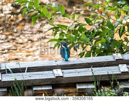 A Common Eurasian Kingfisher, Alcedo Atthis Bengalensis, Perches On A Maintenance Gangplank Near The