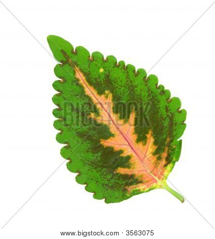 Solenostemon Leaf
