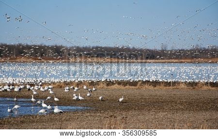 Snow Geese Migration.  During Spring Migration, Large Flocks Of Snow Geese Fly Very High Along Narro