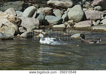 A Group Of Male And Female Mallard Ducks Plunge In A Love Game In The Springtime River Vit Near The 