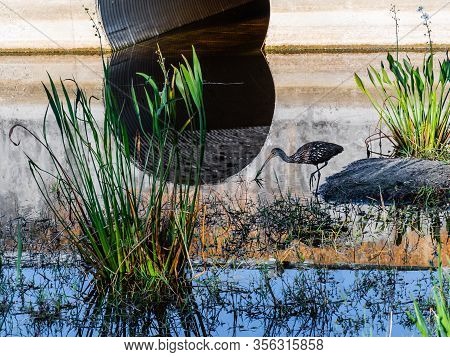 Reflecting Water Nature Background Of A Solitary Limpkin Feeding In A Florida Stream With A Culvert 