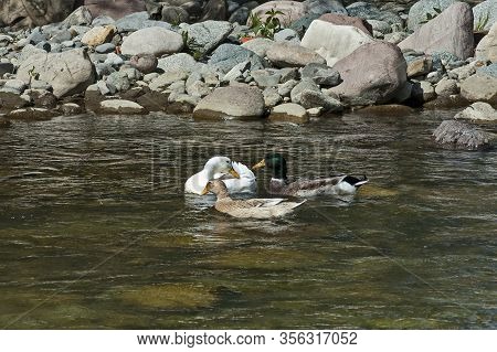 A Group Of Male And Female Mallard Ducks Plunge In A Love Game In The Springtime River Vit Near The 