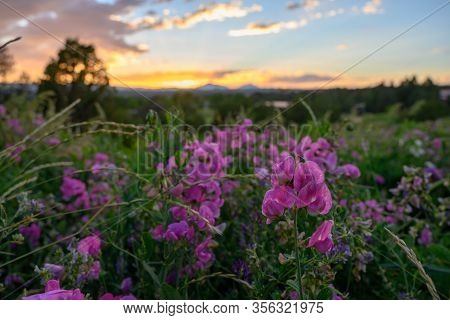 Pink And Purple Wildflowers In Wyoming Meadow At Sunset