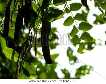 Close Up Of Robinia Pseudoacacia Tree Pods. Robinia Pseudoacacia Is Commonly Known As Black Locust. 