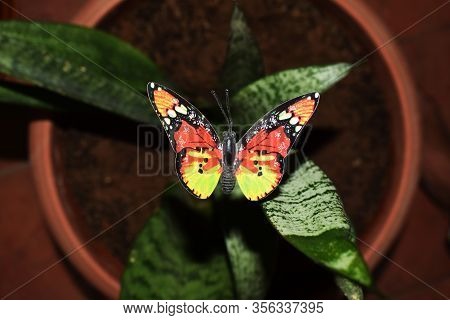 3d Artificial Fake Butterfly On Real Original Snake Plant. Interior Decor Garden Decor. Ornamental C