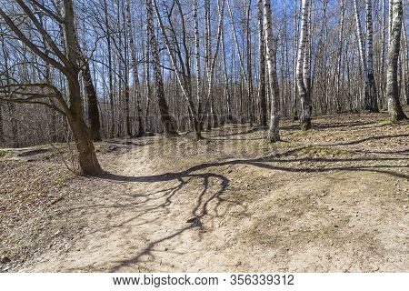 Shadow From A Tree On The Slope Of A Ravine. Landscape Reserve 