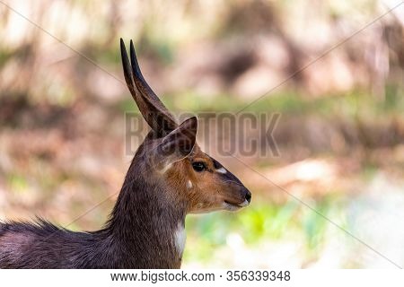 Endemic Animals Menelik Bushbuck In Natural Habitat, Tragelaphus Scriptus Menelik, Bale Mountain, Et