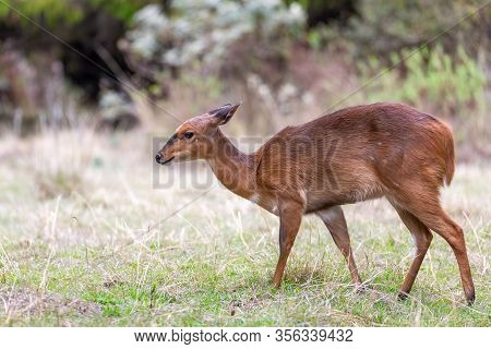 Beautiful Animal, Female Of Mountain Nyala In Natural Habitat. Endemic Antelope, Bale Mountains Ethi
