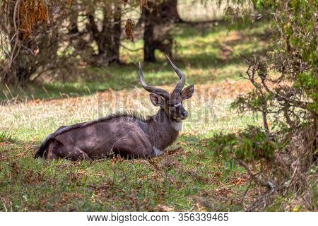 Beautiful Animal, Male Of Mountain Nyala In Natural Habitat. Endemic Antelope, Bale Mountains Ethiop