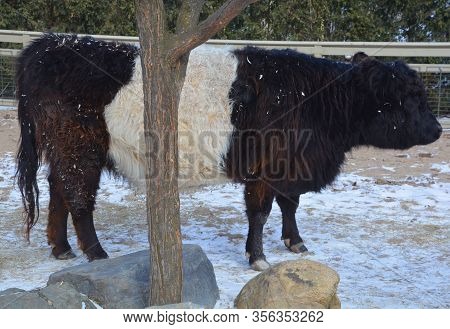 The Belted Galloway Is A Heritage Beef Breed Of Cattle Originating From Galloway In South West Scotl