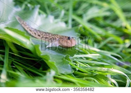 Close Up View Of Freshwater Bullhead Fish Or Round Goby Fish Just Taken From The Water On Big Green