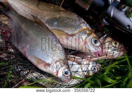 Two Freshwater White Bream Or Silver Bream On Keepnet With Bronze Breams Or Carp Breams On Green Gra