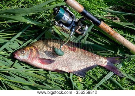 Big Freshwater Common Bream Fish And Fishing Rod With Reel On Green Reed..