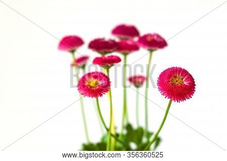 Pink English Daisies Bellis Perennis On White Background. Natural Greeting Card Wallpaper. Growing P