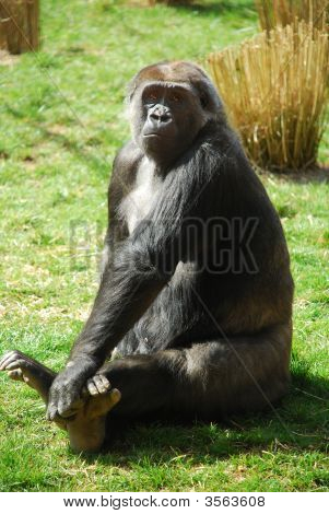 Lowland afrikanske Gorilla sidder på græsset og ser