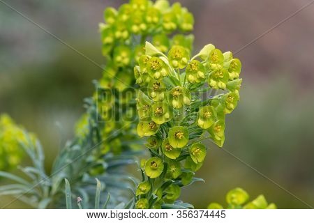 Close Up Of Euphorbia Flowers In Bloom
