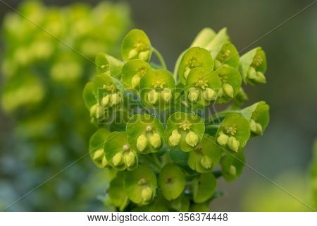 Close Up Of Euphorbia Flowers In Bloom