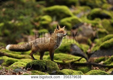 Red Fox On Mossed Stone, Vulpes Vulpes, Wildlife Scene From Europe. Orange Fur Coat Animal In The Na