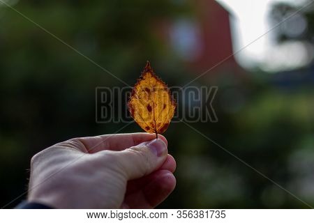A Portrait Of A Hand Of A Person Holding A Small Single Fallen Orange And Yellow Colored Leaf During
