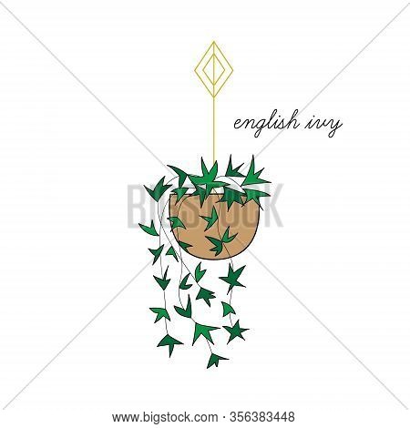 English Ivy Vector Illustration Graphic. Hand Drawn Cute Outlined Indoor Plant In Pot. Isolated.